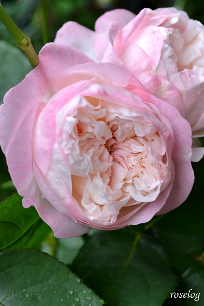 20250517 シャルドネ バラ ブログ パティオローズ 春 5月 開花 画像 roselog