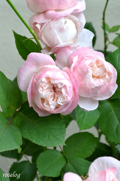20250517 シャルドネ バラ ブログ パティオローズ 春 5月 開花 画像 roselog