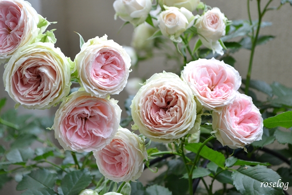 20250517 パシュミナ バラ ブログ 5月 春 開花 画像 roselog