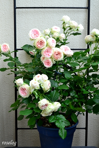 20250517 パシュミナ バラ ブログ バルーンオベリスク 仕立て 300φ 鉢植え 高さ60cm 1番花 開花 画像 roselog