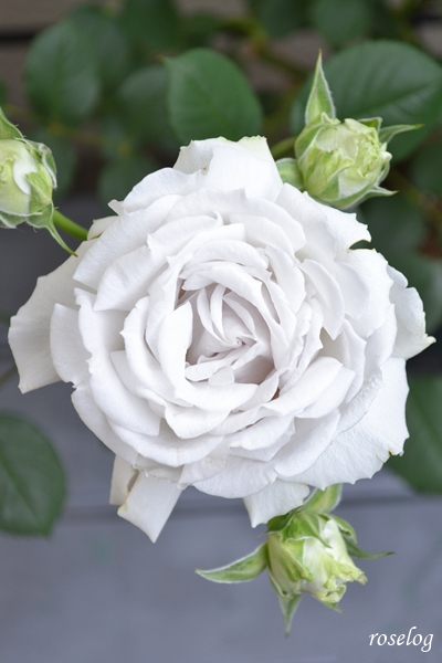 20250517 ポルトブルー バラ ブログ ロサオリエンティス タイプ0 5月 春 開花 画像 roselog