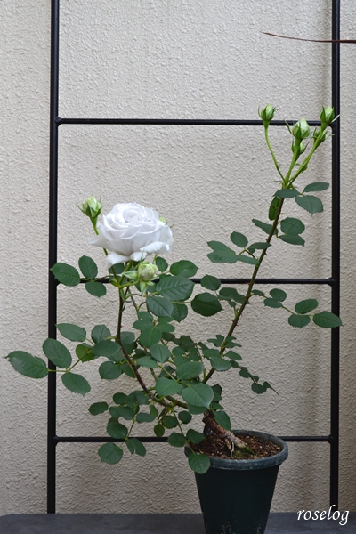 20250517 ポルトブルー バラ ブログ ロサオリエンティス タイプ0 鉢植え 5号鉢 樹高50cm 一番花 5月 春 開花 画像 roselog