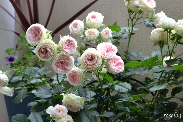 20250518 パシュミナ バラ ブログ バルーンオベリスク 仕立て 300φ 鉢植え 5月 開花 一番花 7号鉢 画像 roselog