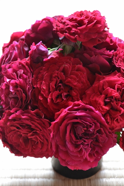 20250518 プランタジネット バラ ブログ ロサオリエンティス タイプ0 切り花 30輪 画像 roselog