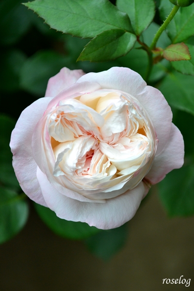 20250519 シャルドネ バラ ブログ パティオローズ 春 5月 開花 画像 roselog