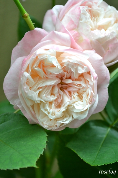 20250519 シャルドネ バラ ブログ パティオローズ 春 5月 開花 画像 roselog