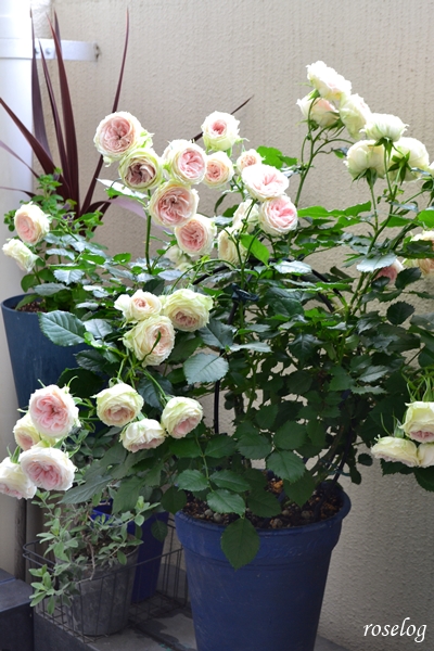 20250521 パシュミナ バラ ブログ バルーンオベリスク 仕立て 300φ 鉢植え 5月 開花 一番花 7号鉢 画像 roselog