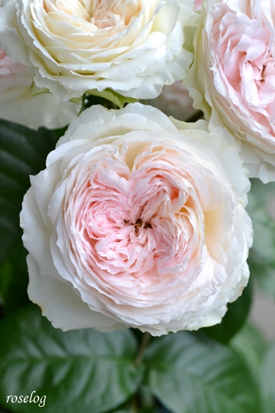 20250522 ロクサーヌ バラ ブログ ロサオリエンティス タイプ0 5月 1番花 花径7-9cm 春 開花 画像 roselog