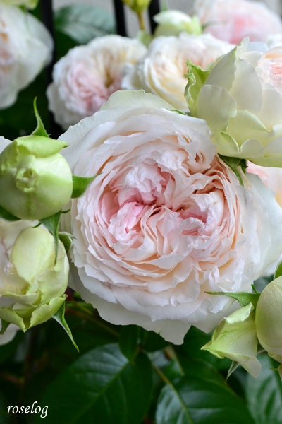 20250522 ロクサーヌ バラ ブログ ロサオリエンティス タイプ0 5月 1番花 花径7-9cm 春 開花 画像 roselog