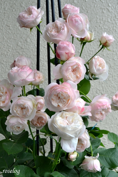 20250524 シャルドネ バラ ブログ トピアリースティック 仕立て 5月 春 開花 画像 roselog