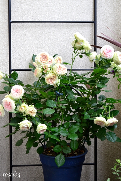 20250524 パシュミナ バラ ブログ バルーンオベリスク 仕立て 300φ 鉢植え 一番花 切り戻し剪定前 樹高60cm弱 5月 7号鉢 画像 roselog