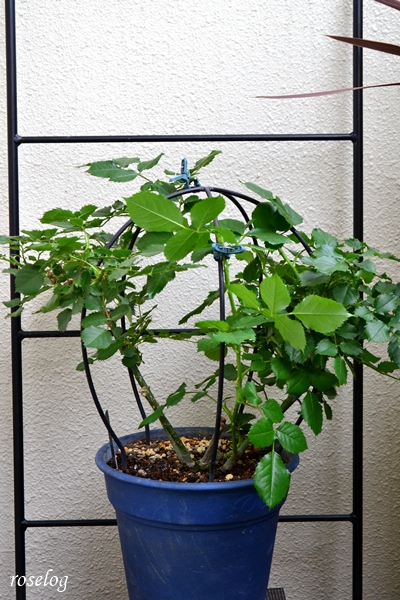 20250524 パシュミナ バラ ブログ バルーンオベリスク 仕立て 300φ 鉢植え 一番花 切り戻し剪定後 樹高30cm 5月 7号鉢 画像 roselog
