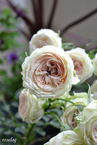 20250524 パシュミナ バラ ブログ 鉢植え 5月 開花 一番花 画像 roselog