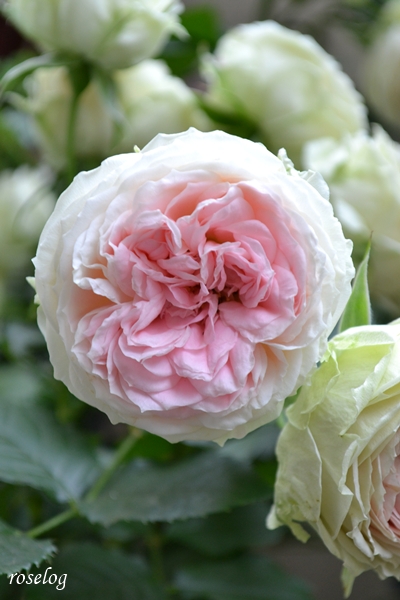 20250524 パシュミナ バラ ブログ 鉢植え 5月 開花 一番花 画像 roselog