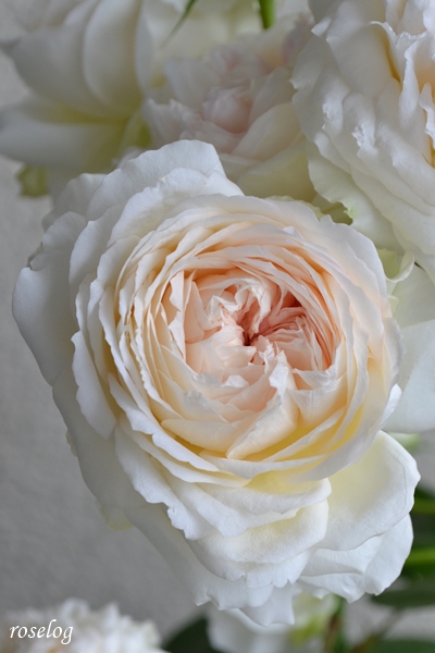 20250524 ロクサーヌ バラ ブログ ロサオリエンティス タイプ0 5月 1番花 花径7-9cm 春 開花 画像 roselog