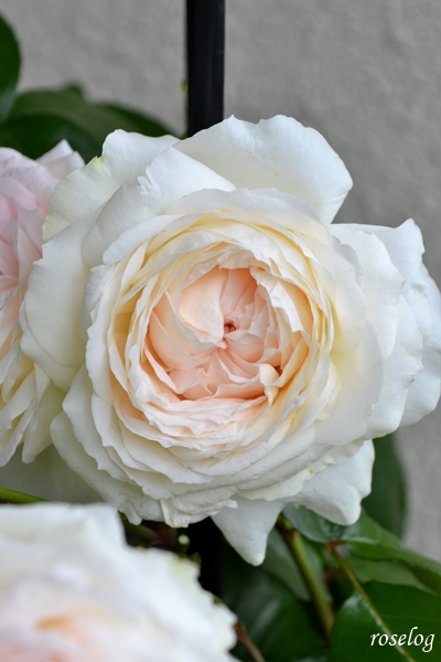20250524 ロクサーヌ バラ ブログ ロサオリエンティス タイプ0 5月 1番花 花径7-9cm 春 開花 画像 roselog