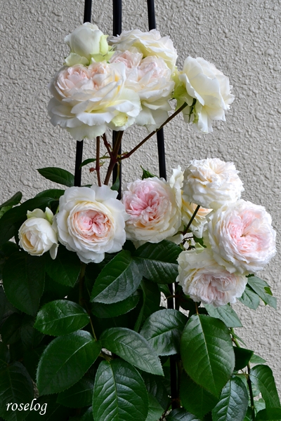20250524 ロクサーヌ バラ ブログ ロサオリエンティス タイプ0 トピアリースティック 仕立て 5月 1番花 開花 画像 roselog