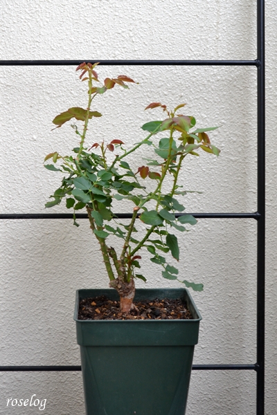 20250525 シーシェルアイズ バラ ブログ コマツガーデン 1.5番花 切り戻し剪定後 5月 鉢植え 7号鉢 樹高40cm 樹形 画像 roselog