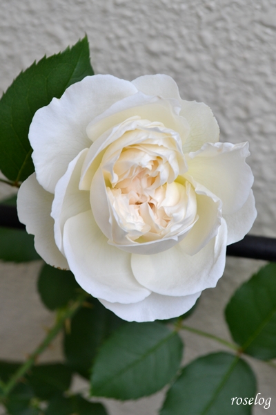 20250525 シーシェルアイズ バラ ブログ コマツガーデン 1.5番花 開花 5月 画像 roselog