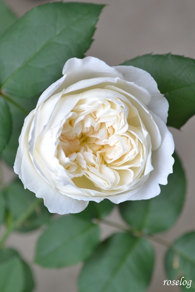20250525 シーシェルアイズ バラ ブログ コマツガーデン 1.5番花 開花 5月 画像 roselog
