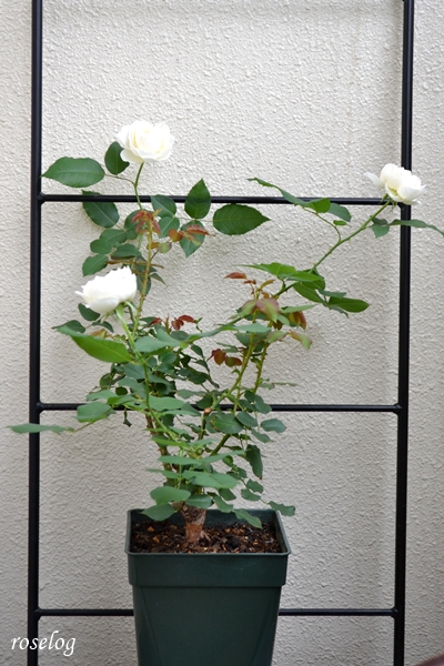 20250525 シーシェルアイズ バラ ブログ コマツガーデン 1.5番花 開花 5月 鉢植え 7号鉢 樹高40cm 樹形 画像 roselog