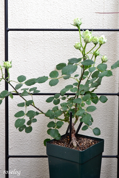 20250527 ポルトブルー バラ ブログ ロサオリエンティス ボーリング 蕾 一番花 5月 鉢植え 切り戻し 剪定前 樹高50cm 6号角鉢 画像 roselog