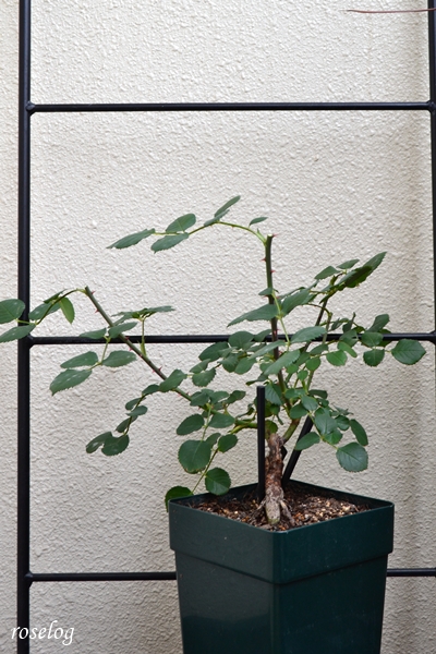 20250527 ポルトブルー バラ ブログ ロサオリエンティス ボーリング 蕾 一番花 5月 鉢植え 切り戻し 剪定後 樹高30cm 6号角鉢 画像 roselog