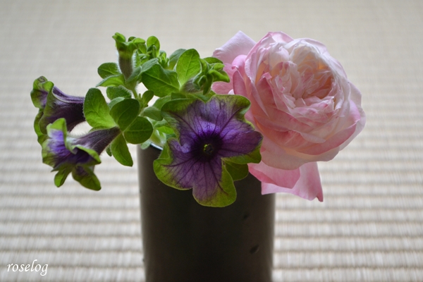 20250528 シャルドネ バラ ペチュニア 真輝 切り花 花瓶 畳 画像 roselog