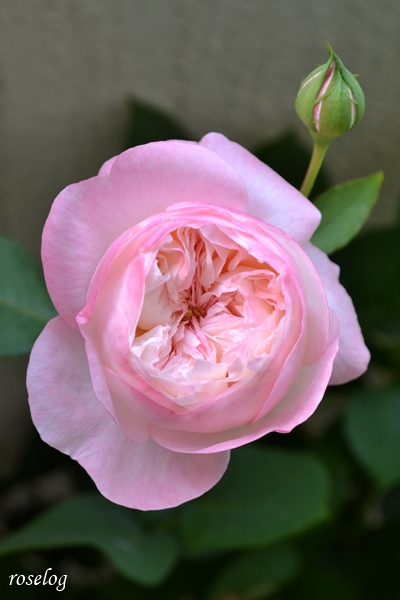 20250529 シャルドネ バラ ブログ パティオローズ 小川宏 5月 開花 画像 roselog
