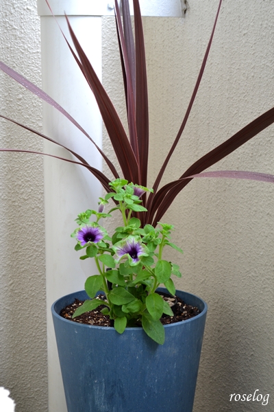 20250517 ペチュニア 真輝 ゲブラナガトヨ コルジリネ 寄せ植え 鉢植え 7号鉢 5月 開花 ブログ 画像 roselog