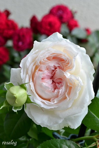 20250518 ロクサーヌ バラ ブログ ロサオリエンティス タイプ0 バラの家 5月 開花 画像 roselog