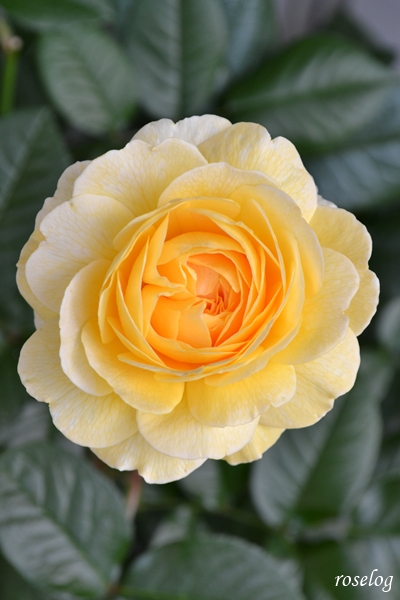 20250529 シューセルクル バラ ブログ フラワーデコレーター永島 吉池貞蔵 5月 開花 画像 roselog