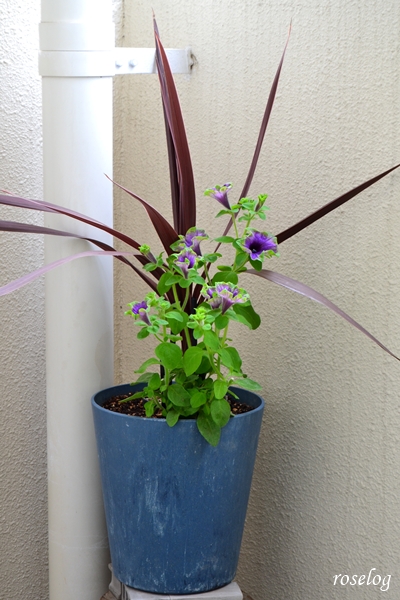 20250613 ペチュニア 真輝 ゲブラナガトヨ コルジリネ 寄せ植え 鉢植え 7号鉢 6月 開花 画像 ブログ roselog