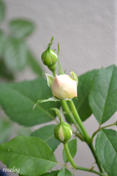 20250615 シーシェルアイズ バラ ブログ コマツガーデン 2番花 房咲き 蕾 6月 画像 roselog