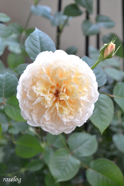 20250619 メーヴェ バラ ブログ アップルローゼス 6月 2番花 開花 画像 roselog
