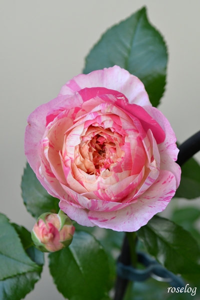 20250620 エドゥアールマネ バラ ブログ デルバール 2番花 6月 開花 画像 roselog