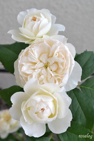 20250620 シーシェルアイズ バラ ブログ コマツガーデン 6月 2番花 開花 画像 roselog