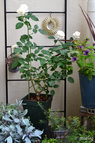 20250620 シーシェルアイズ バラ ブログ コマツガーデン 6月 2番花 開花 画像 樹高60cm roselog