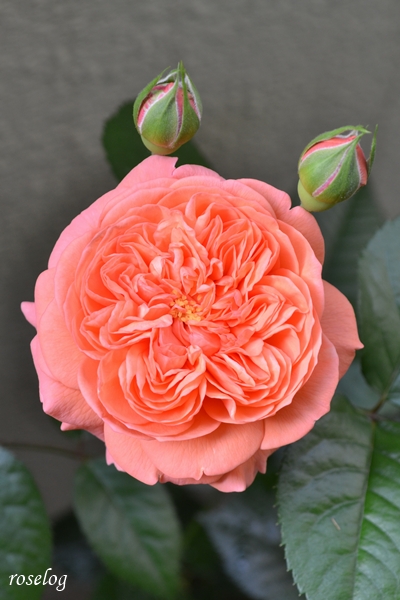 20250620 ライフ バラ ロサオリエンティス タイプ0 バラの家 6月 2番花 開花 花径7cm 画像 roselog
