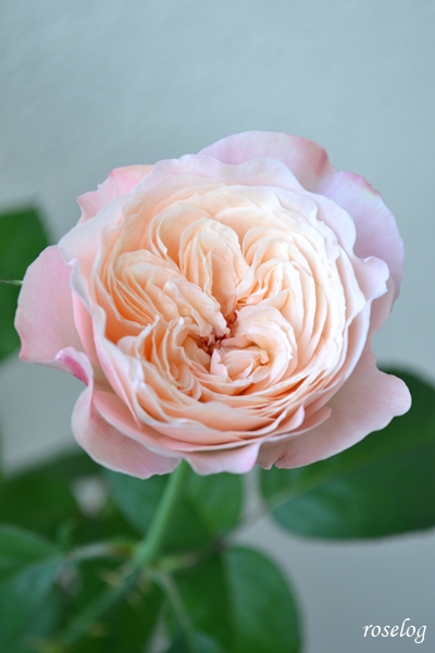 20250620 環 美空 バラ ブログ ローズファームケイジ わばら 6月 2番花 開花 花径6cm 画像 roselog