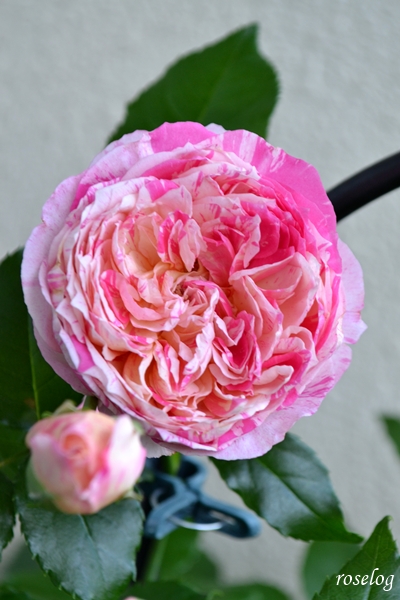 20250621 エドゥアールマネ バラ ブログ デルバール 2番花 6月 開花 画像 roselog