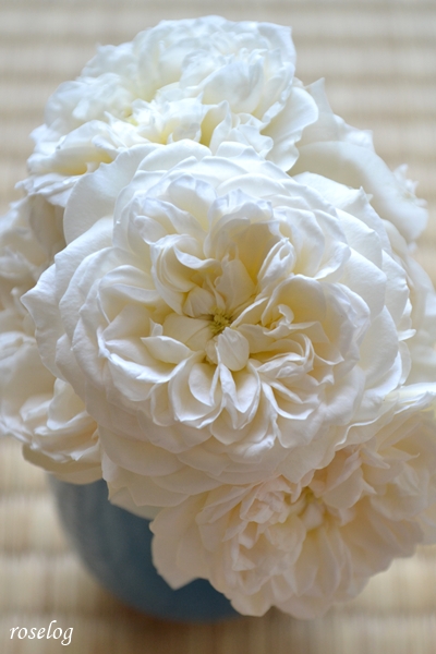 20250621 シーシェルアイズ バラ ブログ コマツガーデン 切り花 ボタンアイ 畳 薔薇 2番花 6月 開花 画像 roselog