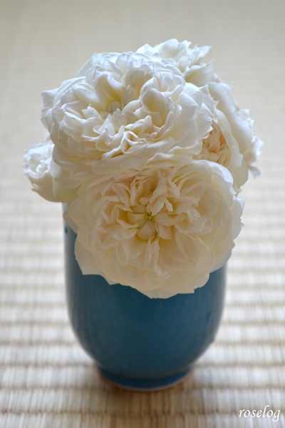 20250621 シーシェルアイズ バラ ブログ コマツガーデン 切り花 畳 薔薇 2番花 6月 開花 画像 roselog