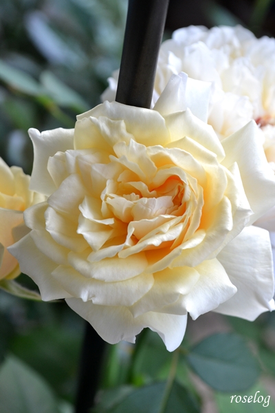 20250621 メーヴェ バラ ブログ アップルローゼス 6月 2番花 開花 画像 roselog