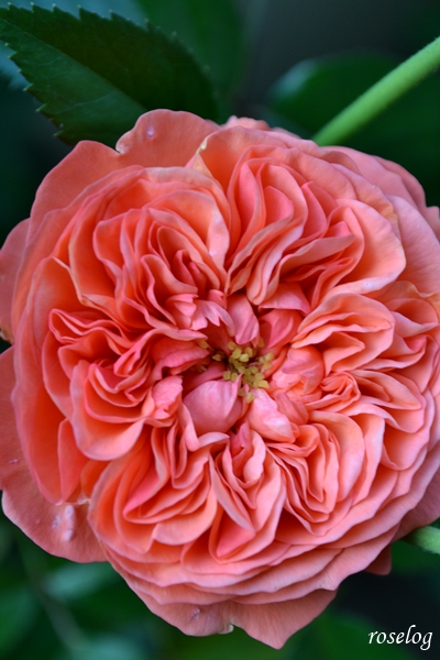 20250621 ライフ バラ ロサオリエンティス タイプ0 バラの家 6月 2番花 開花 花径7cm ボタンアイ 画像 roselog