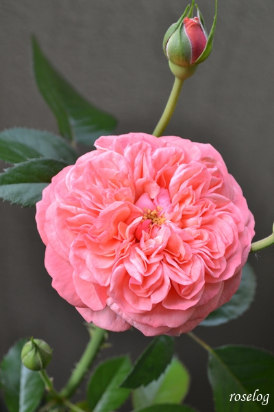 20250621 ライフ バラ ロサオリエンティス タイプ0 バラの家 6月 2番花 開花 花径7cm 画像 roselog
