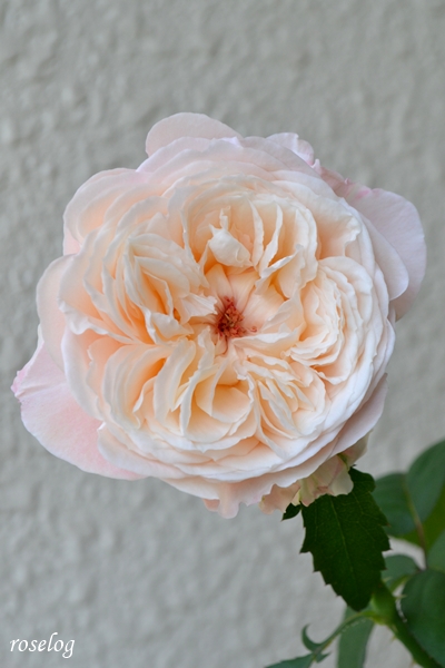 20250621 環 美空 バラ ブログ ローズファームケイジ わばら 6月 2番花 開花 花径6cm強 画像 roselog