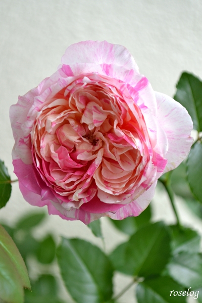 20250624 エドゥアールマネ バラ ブログ 2番花 6月 開花 画像 roselog