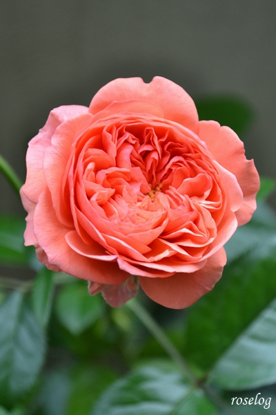 20250624 ライフ バラ ブログ ロサオリエンティス タイプ0 2番花 6月 開花 花径5cm roselog