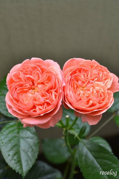 20250625 ライフ バラ ブログ ロサオリエンティス タイプ0 2番花 6月 開花 花径5cm弱 roselog